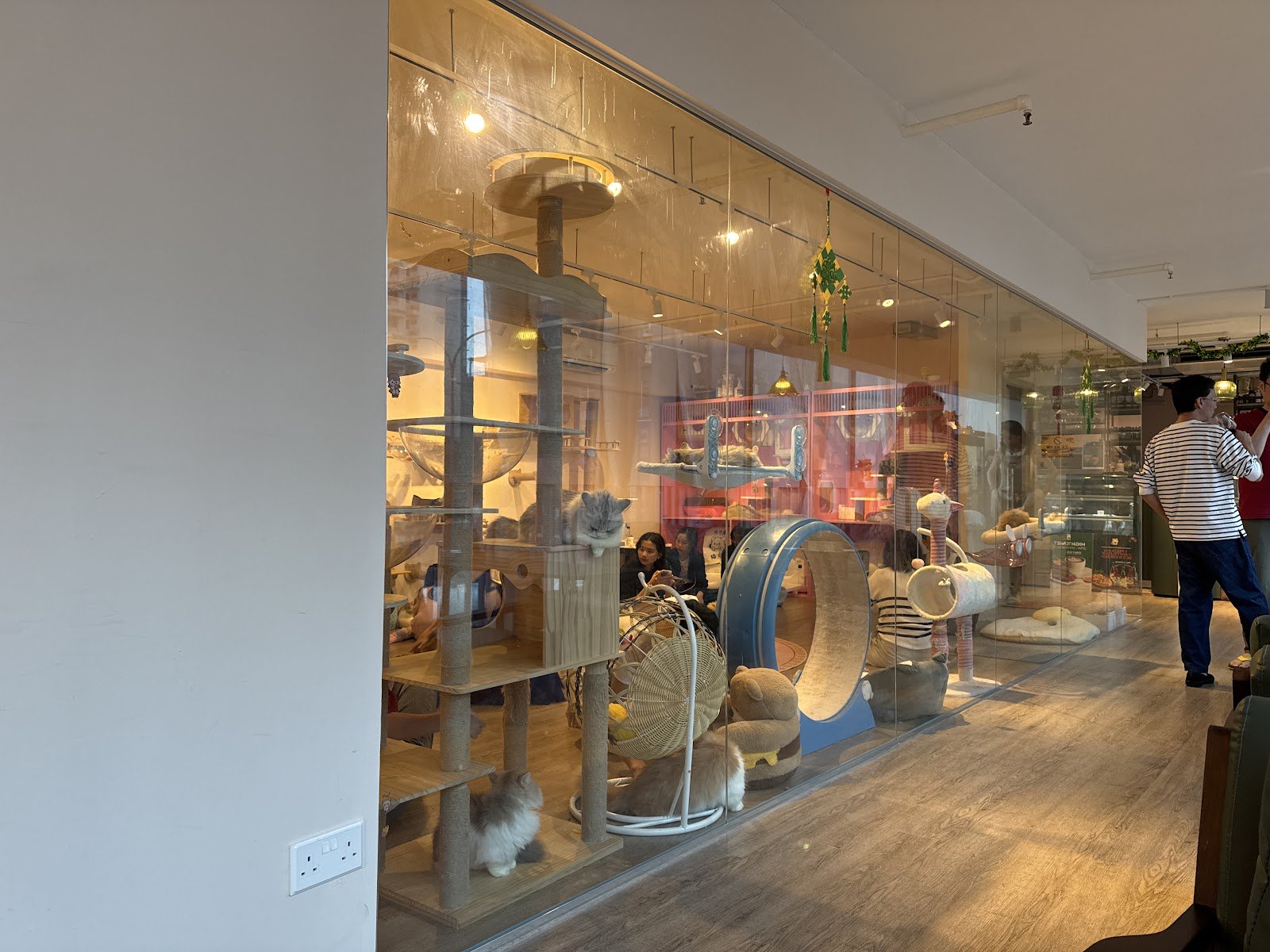 QQ Cats & Cafe