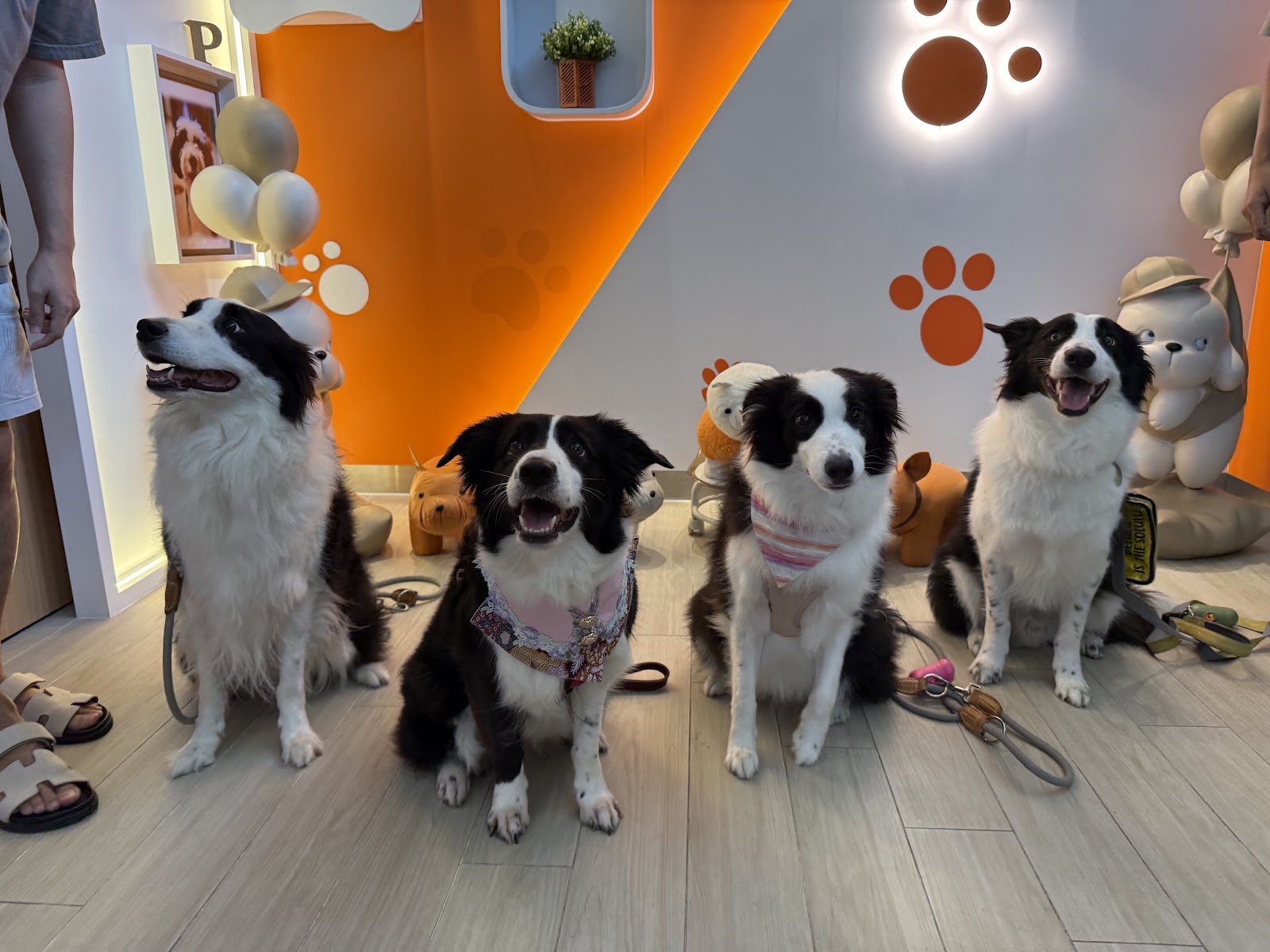 Bailey & Patch Pet Cafe photo 3