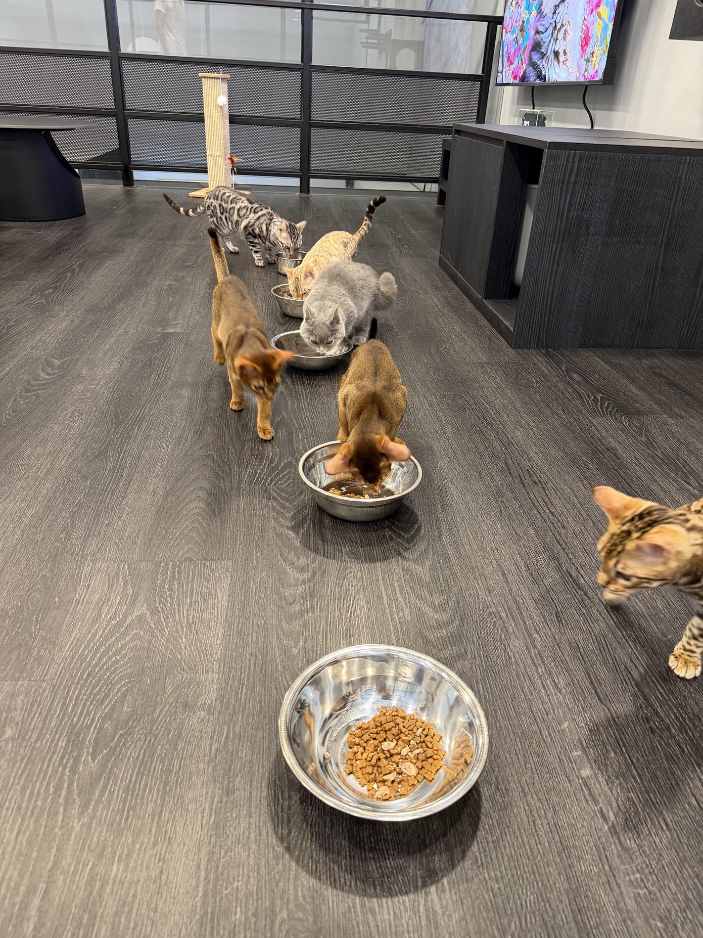 Cattraction Cat Cafe